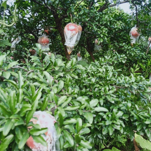 西安白石榴 临潼石榴