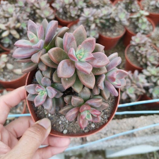 漳州 姬胧月一箱35盆120元