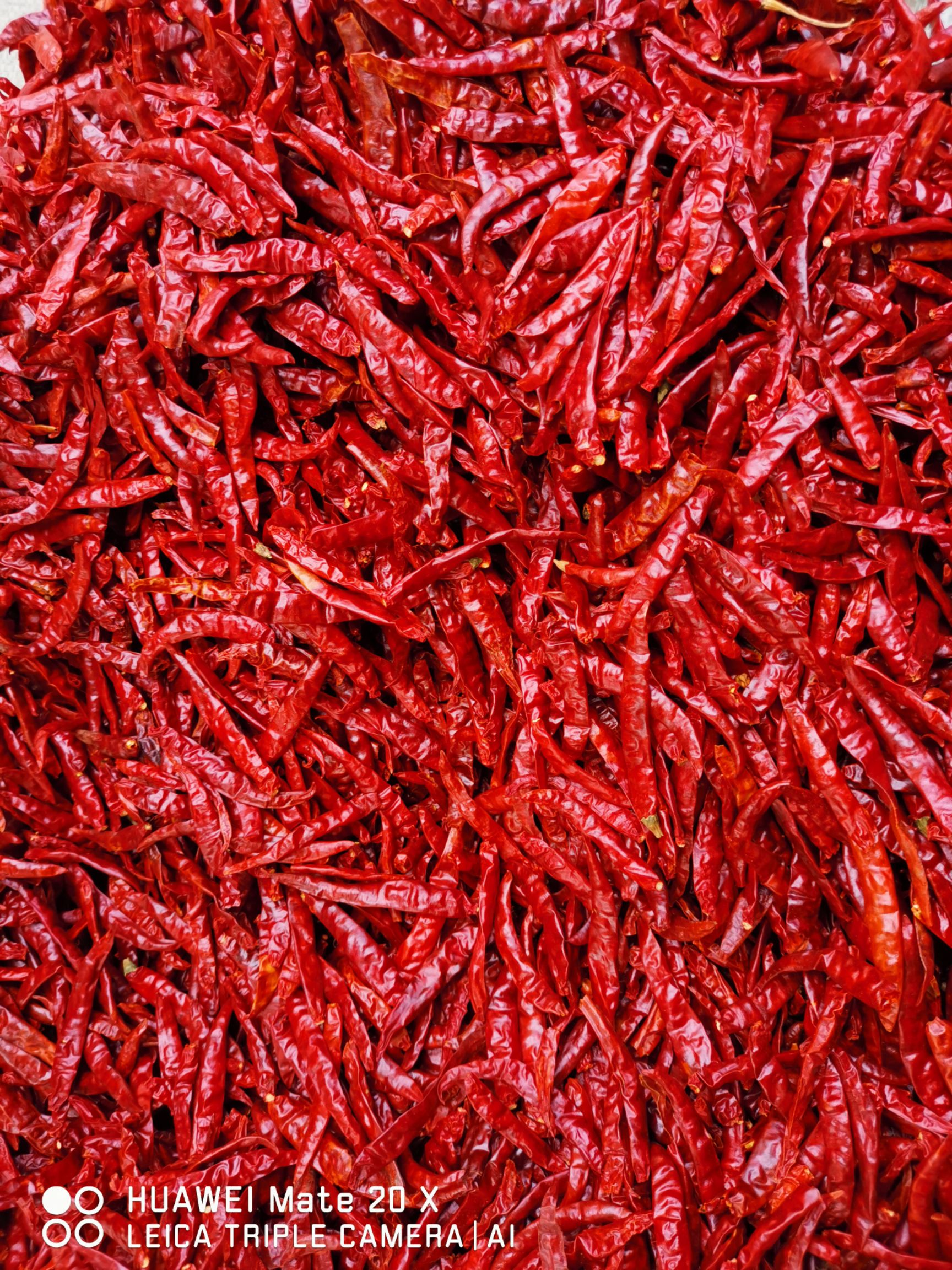 印度17椒  S17印度魔鬼辣椒价格美丽