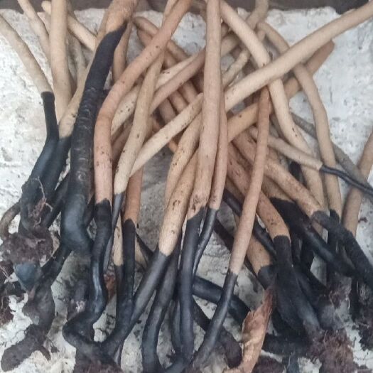 龙陵县青灵芝 乌灵参