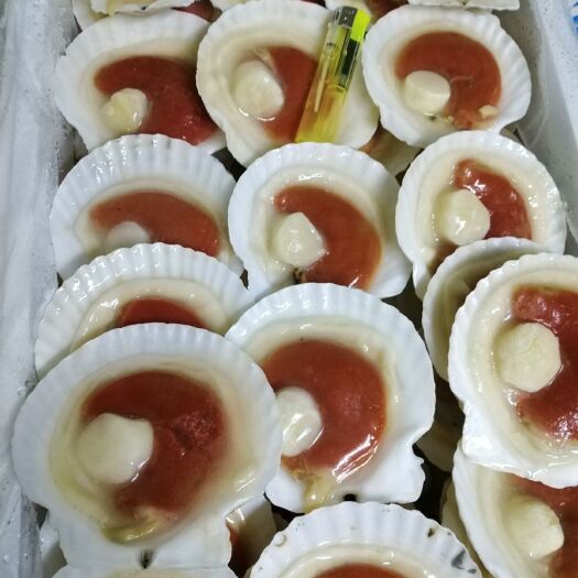 昌黎县虾夷扇贝 贝类大全