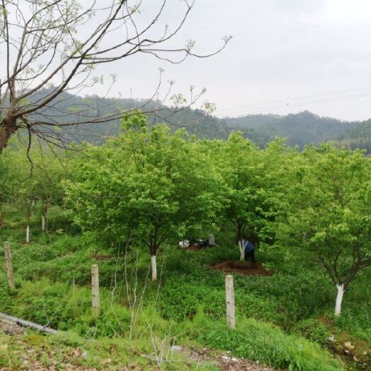 漳平市福建山樱花