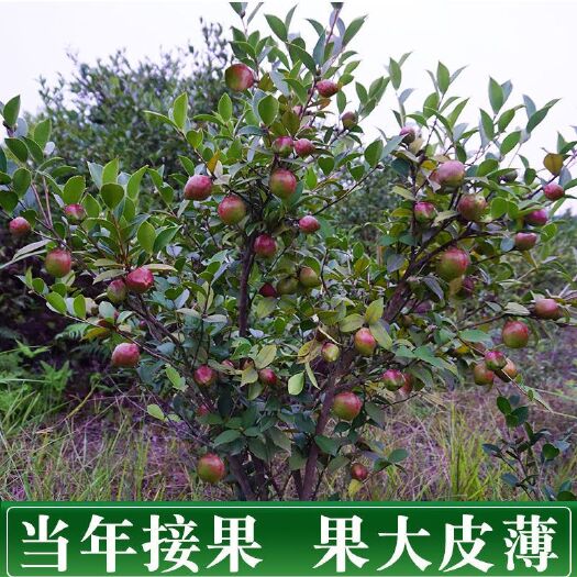 遂川县江西长林系列高产嫁接油茶苗茶籽苗山茶树苗