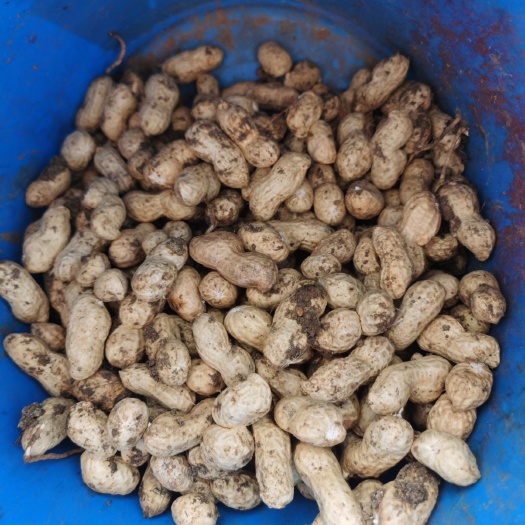 东海县带壳花生 刚起离地鲜花生