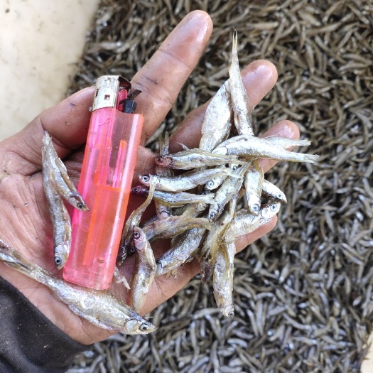 廉江市刁子鱼干  油炸不开肚小白条
