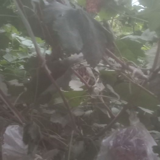 三门峡 6年美国红提苗，质量可靠，诚信为本