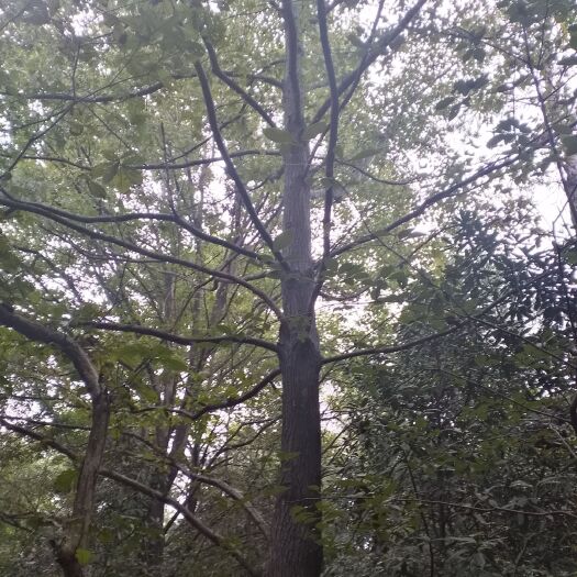 含山县造林苗枫香  大量出售枫香树！5至150公分，树品好，