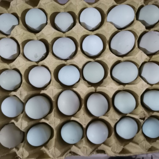 麻城市绿壳鸡蛋 食用 箱装 