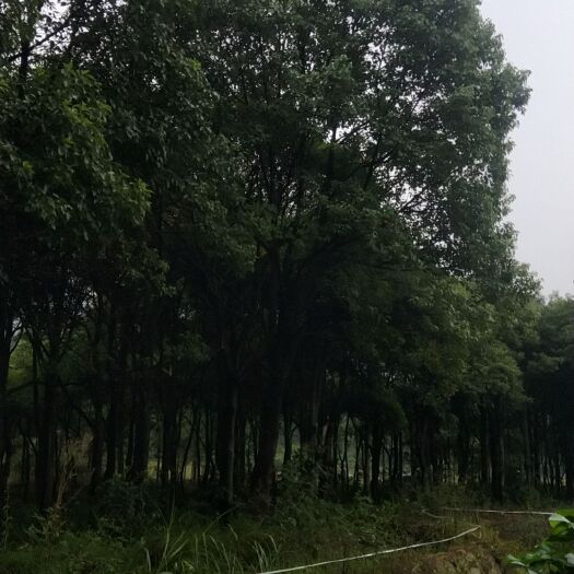 铅山县金桂 