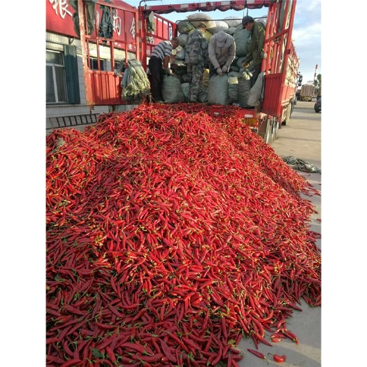 亳州辣椒王  朝天椒   自家种植 产地直销