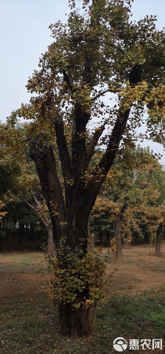 银杏树桩 银杏占地树 白果树桩 白果树盆景