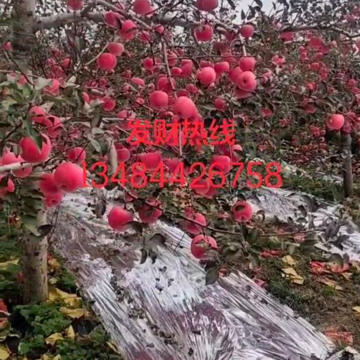 洛川县洛川苹果  建议联系以后谈