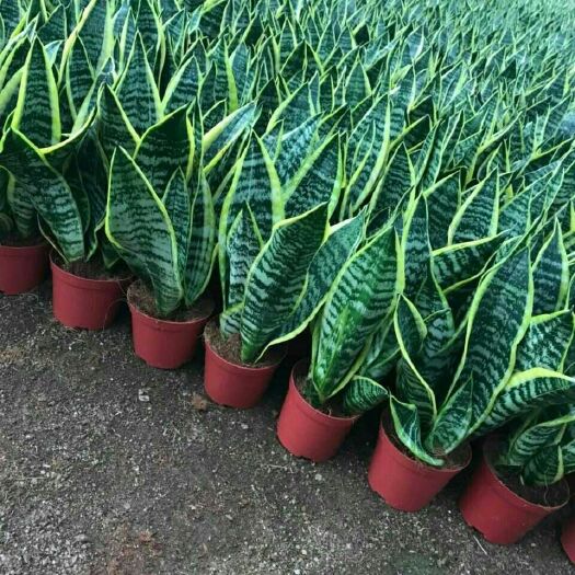 济南虎皮兰  金边皮兰新房吸甲醛多肉植物防辐射室内花卉绿植盆栽高矮虎尾兰