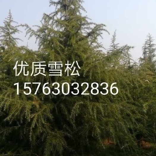 诸城市乔木雪松  诸城北方雪松基地，好货尽在诸城密州园林