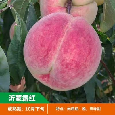 平邑县沂蒙霜红桃苗  自家桃子嫁接苗保质保量包邮