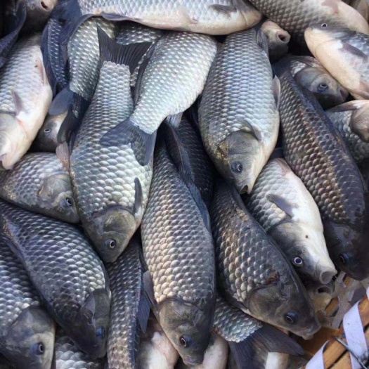 彭泽鲫鱼 产地直销草鱼鲫鱼黄骨鱼花鲢鱼鳊鱼等各种成品鱼