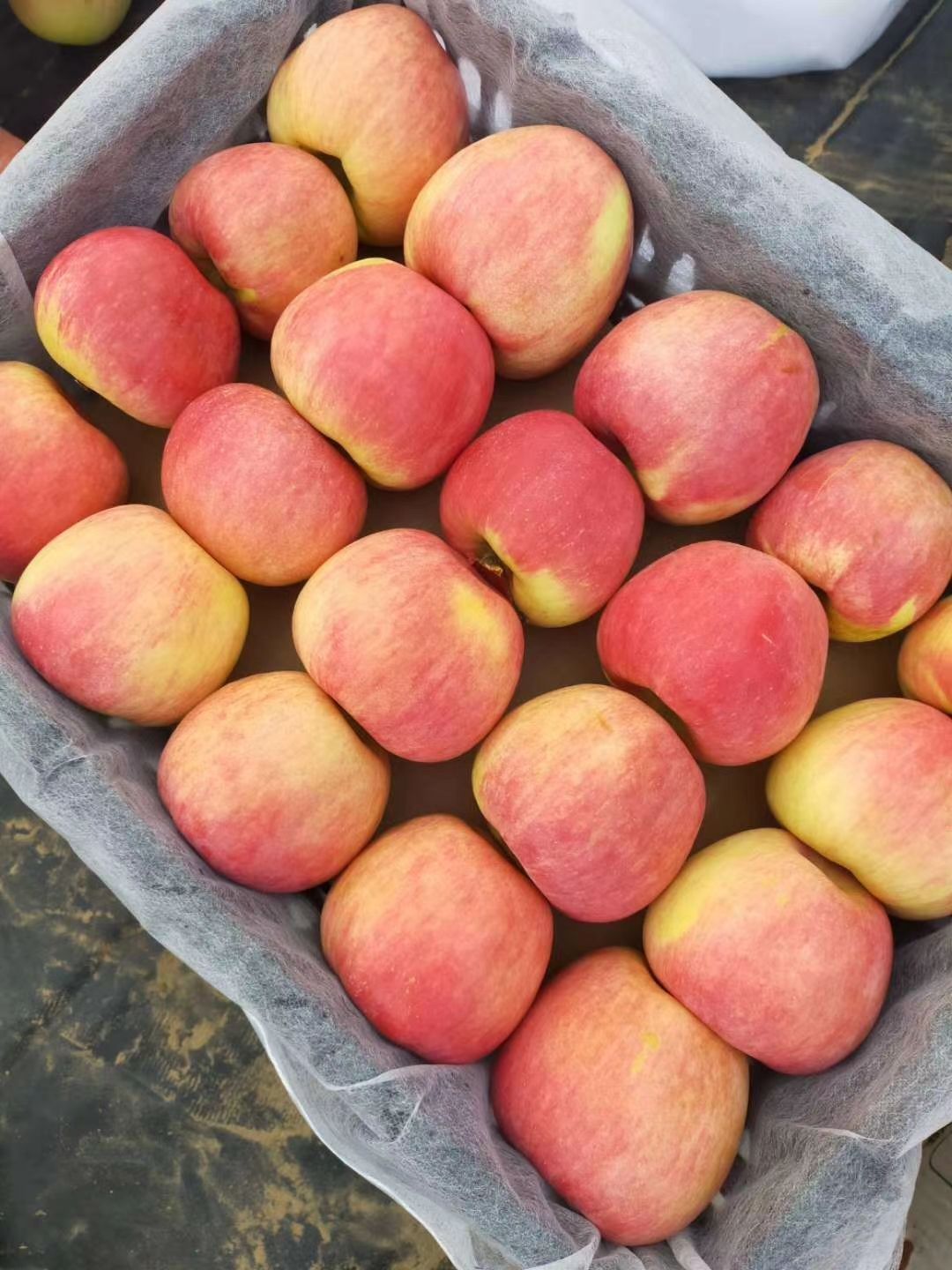  寒富苹果，上色条红，口感香甜。