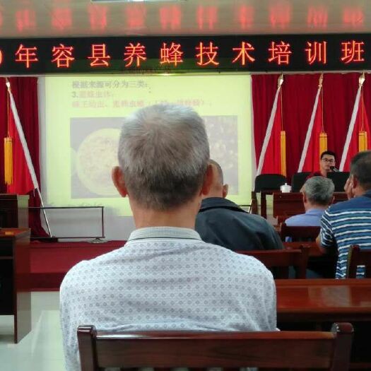 容县中华蜜蜂   阿坝中蜂王，产卵多，封盖子密实，抗病能力强，产蜜