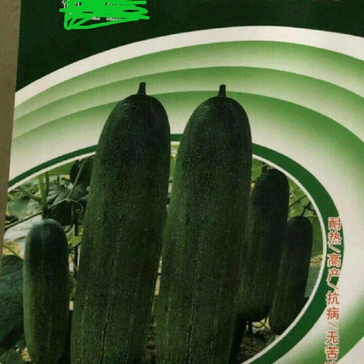 厦门水果黄瓜种子 瓜多宝168 耐热 长势强 耐病性较强  结果力佳