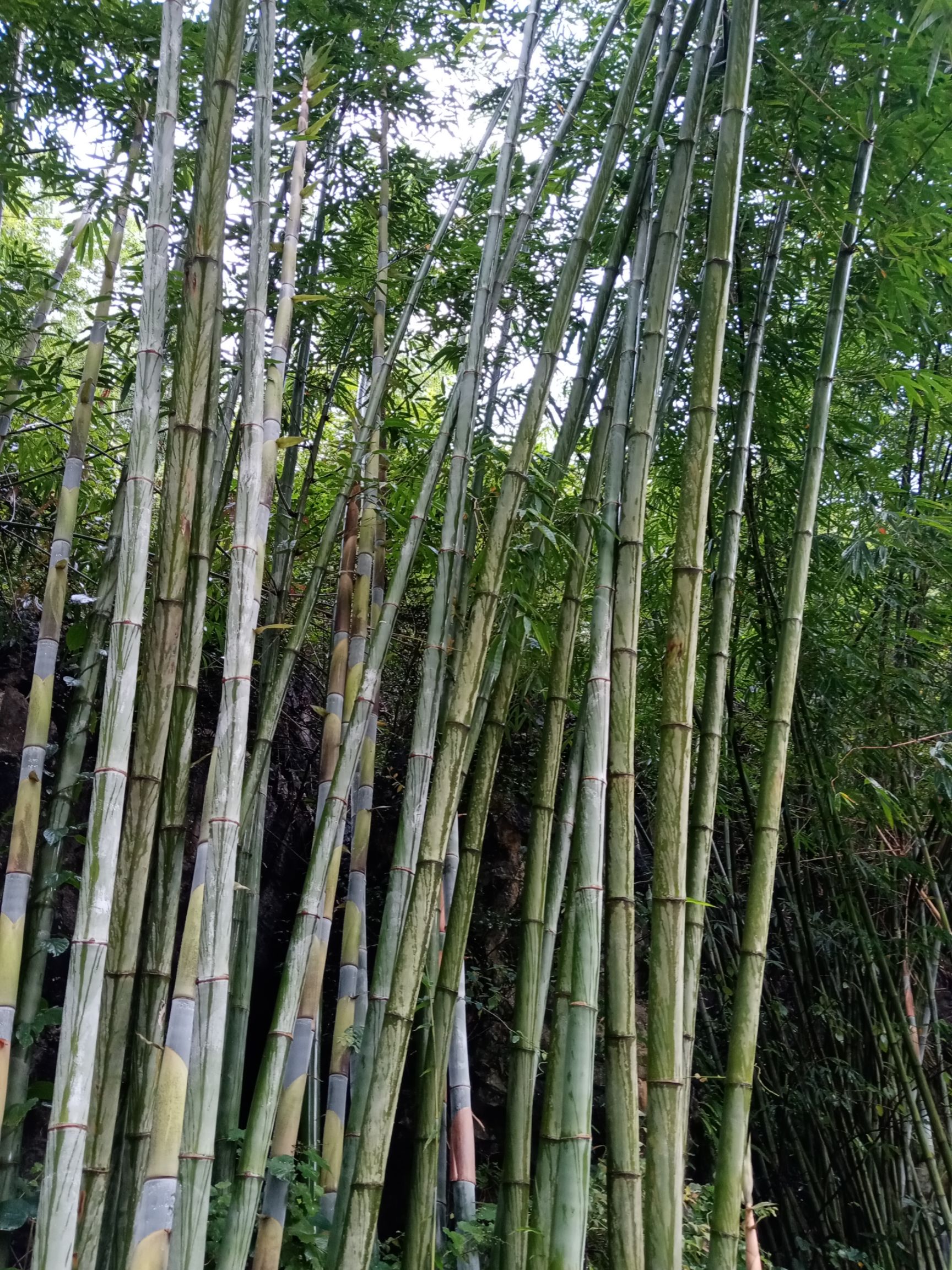 广西马山县搭架子专用竹子
