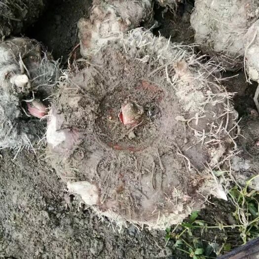 新晃县花魔芋  精品魔芋