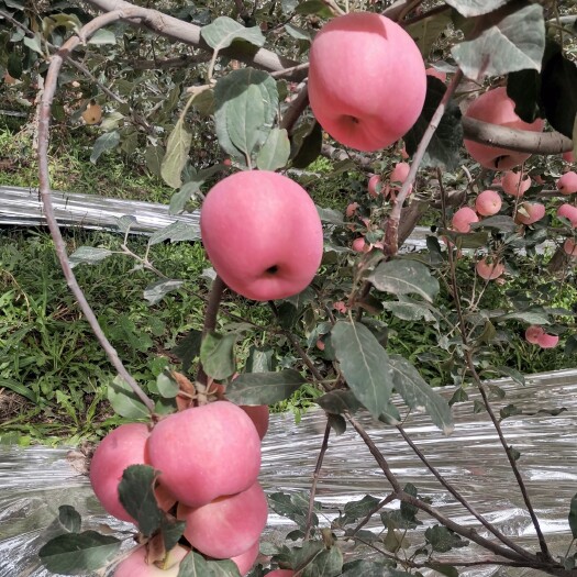 整车代办新疆阿克苏冰糖心苹果/丑苹果/阿克苏苹果