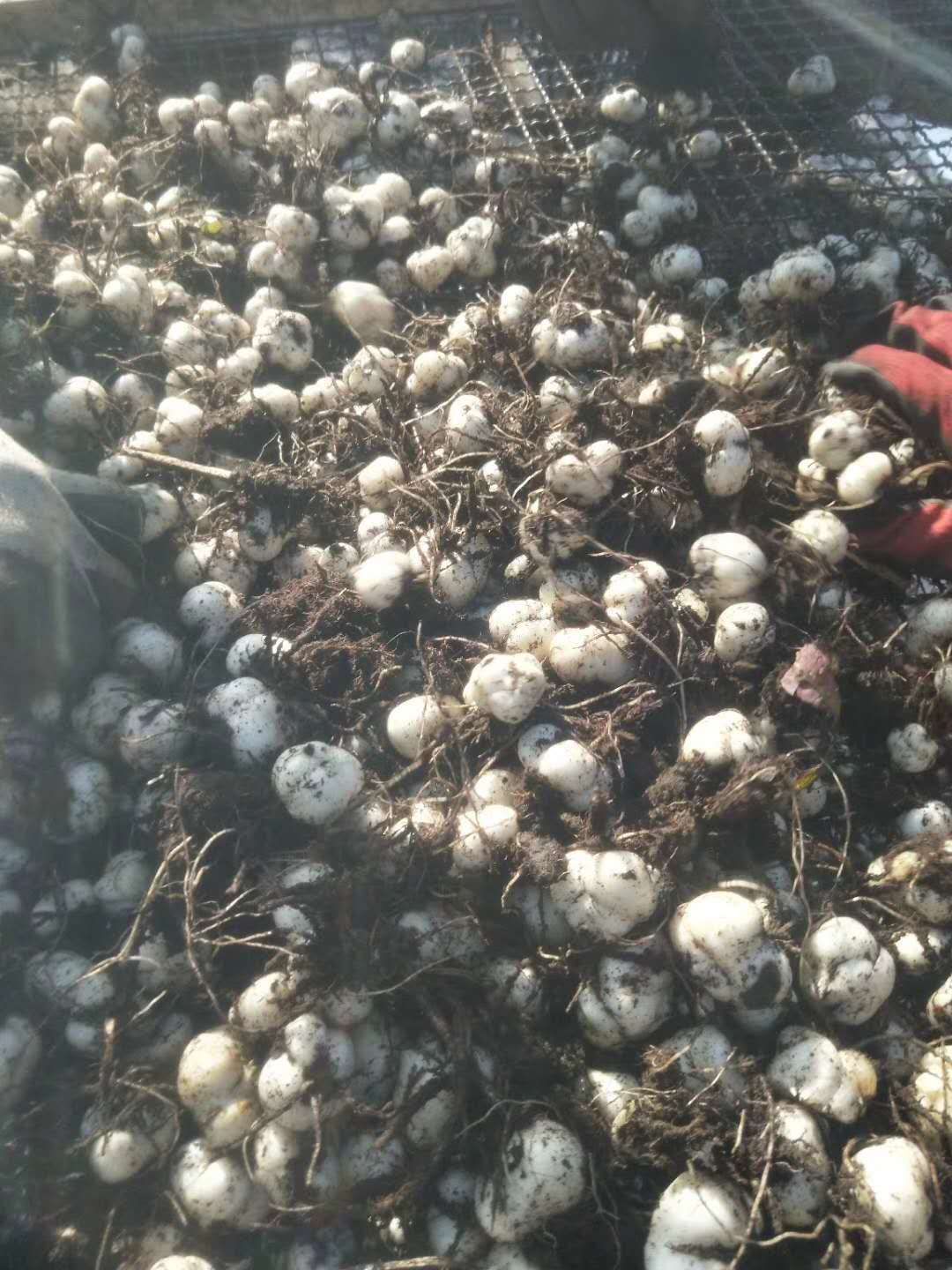 长白山甜百合，正宗的甜百合，口感香甜可口，营养丰富。