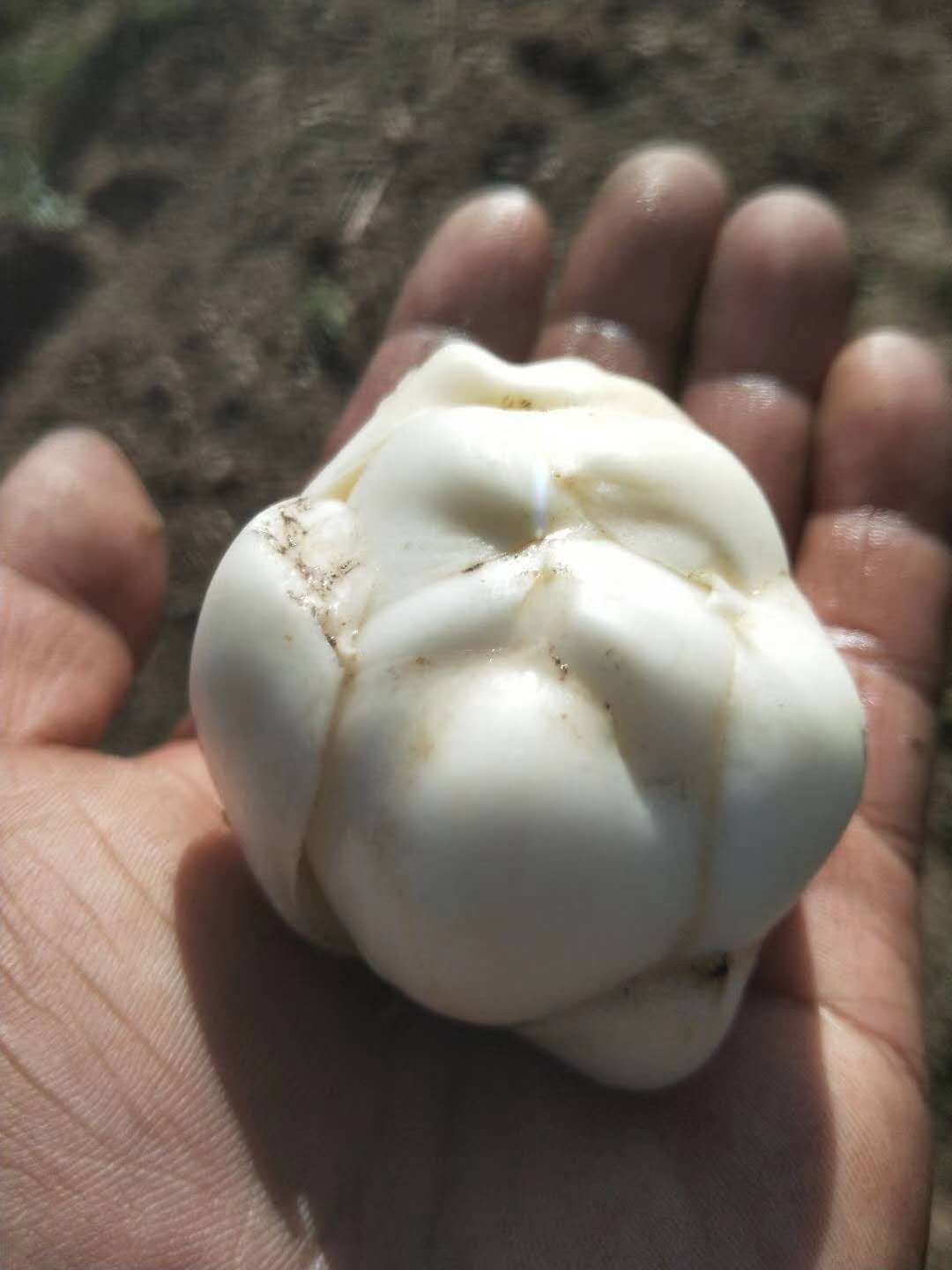 长白山甜百合，正宗的甜百合，口感香甜可口，营养丰富。