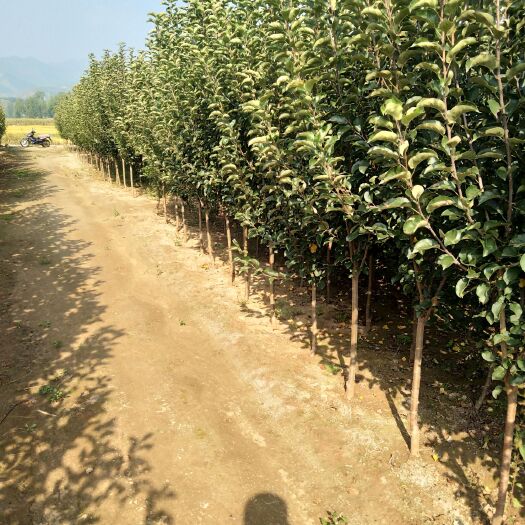 围场县123苹果树苗  出售北方苗木123果海棠树苗