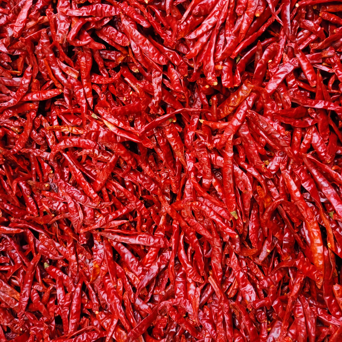 印度17椒s17印度魔鬼辣椒价格美丽