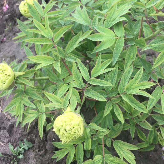 菏泽观赏牡丹 0.5米以下 2cm以下 4cm以下 