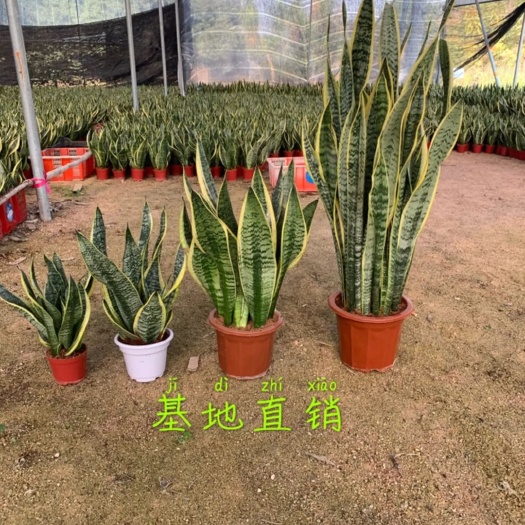 虎 皮兰 福建基地批发价不含运费 各种规格
