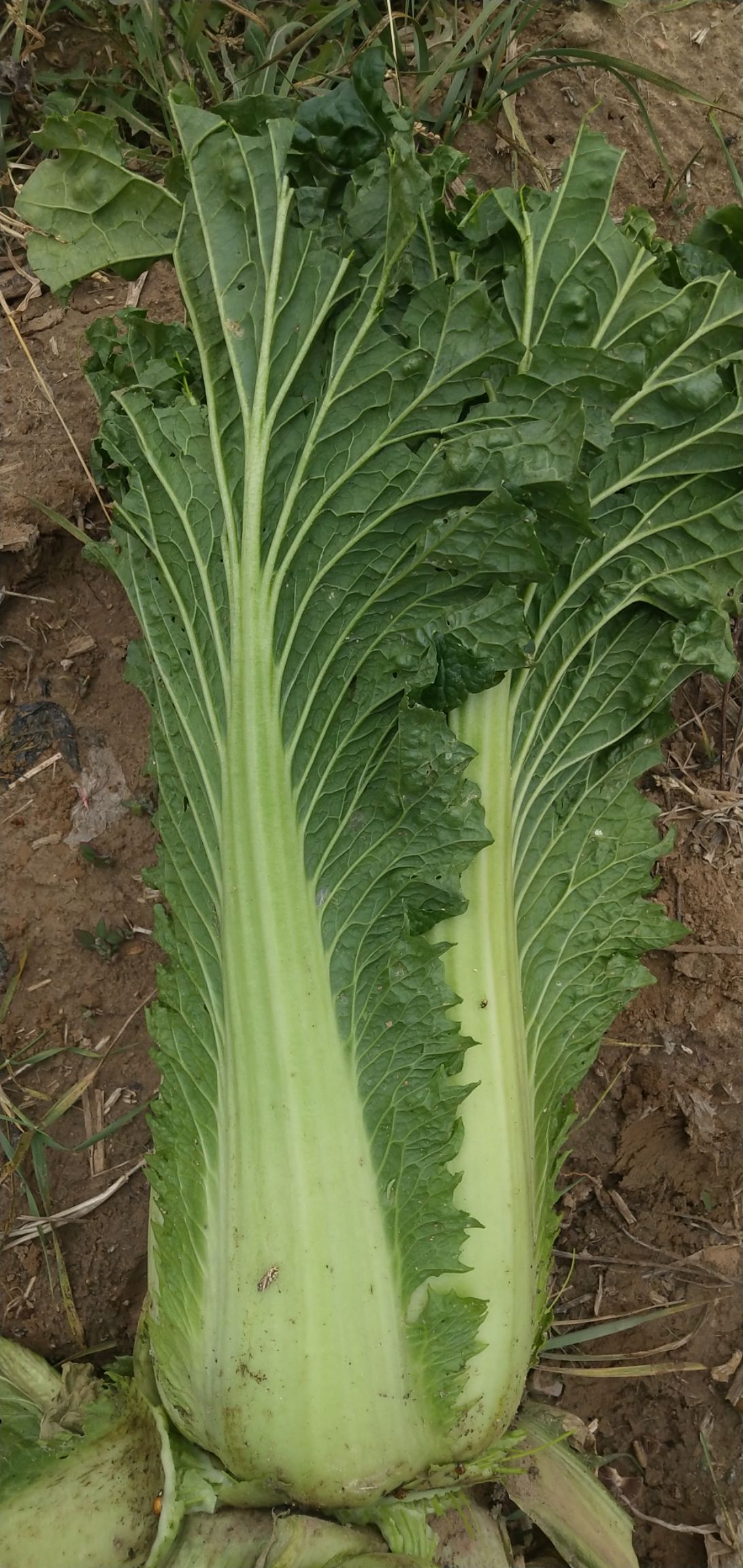 固陽縣青麻葉大白菜 毛菜