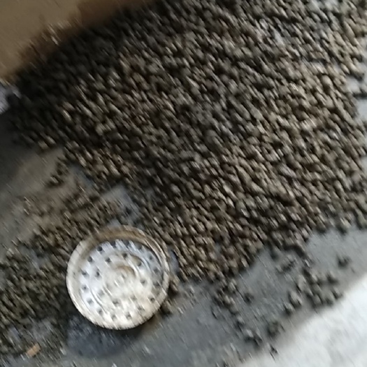 景德镇石螺 