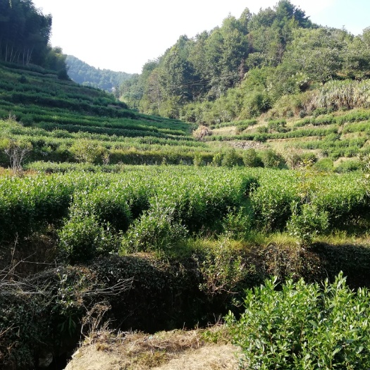 潜山市茶花  龙井茶树，舒茶，鸾里香，黄山大叶茶绿化茶树供应