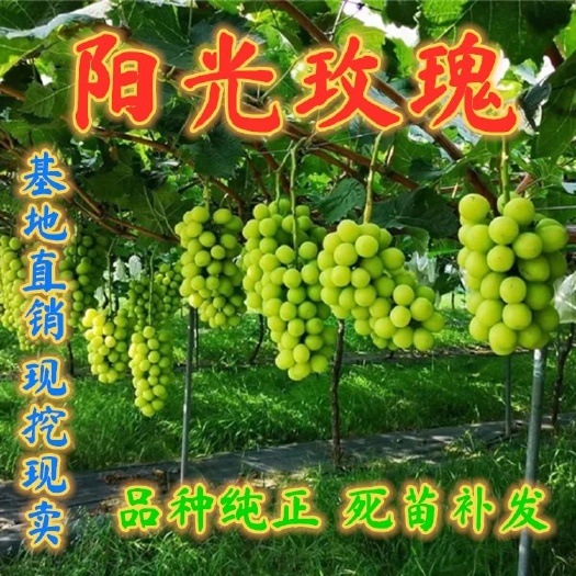 平邑县嫁接阳光玫瑰葡萄苗，南北方种植，高产量，当年结果