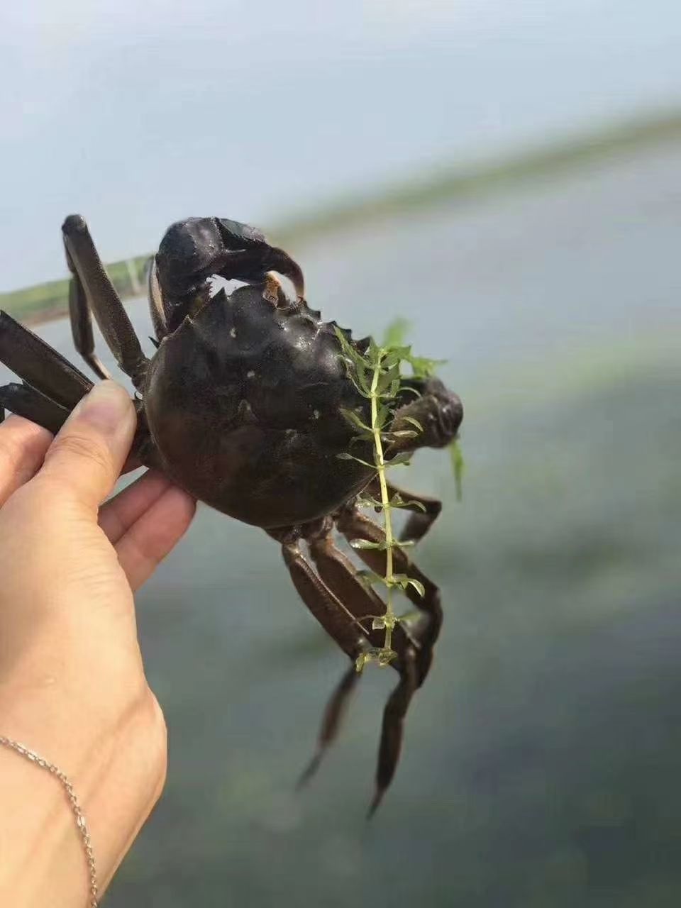 泰兴大闸蟹 江苏大闸蟹