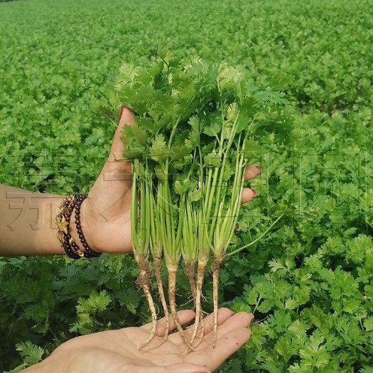 菏泽四季山东大叶香菜种子
