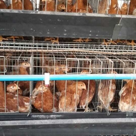 鹤壁 青年鸡