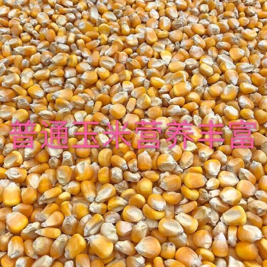 宁城县正大999玉米粒 干玉米粒