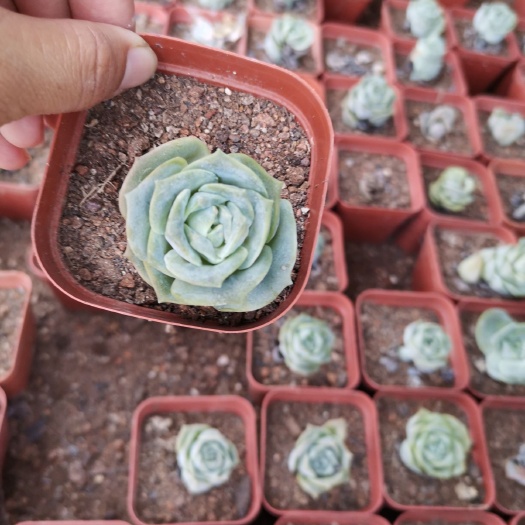 漳州 可爱玫瑰一箱54盆100元