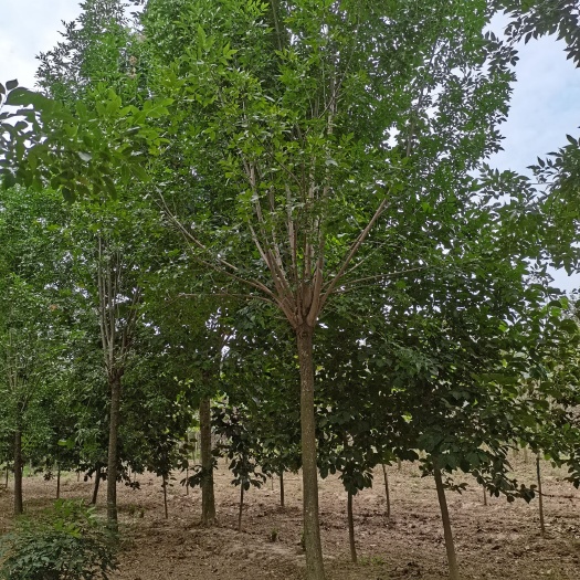 郯城县大叶白蜡树 供应多规格白蜡树