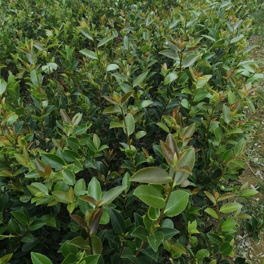 攸县油茶苗 嫁接良种湘林系210品种，指定采穗，可开具三证一签。价格优。