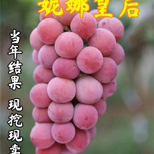 平邑县嫁接妮娜皇后葡萄苗 当年结果 南北方种植抗寒高产易管理