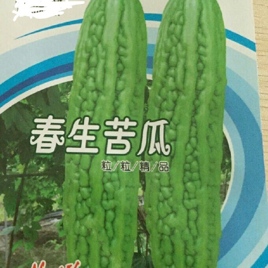 豐綠3號苦瓜種子  苦瓜種子  春生    商品性佳 肉質(zhì)脆嫩 肉厚