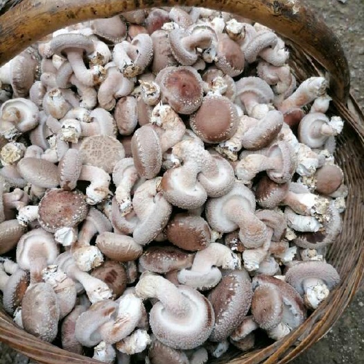 秦岭香菇  新鲜香菇大量上市中给中秋双节餐桌添道菜