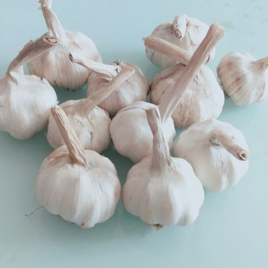 唐河县杞县大蒜 我们家的是紫皮蒜