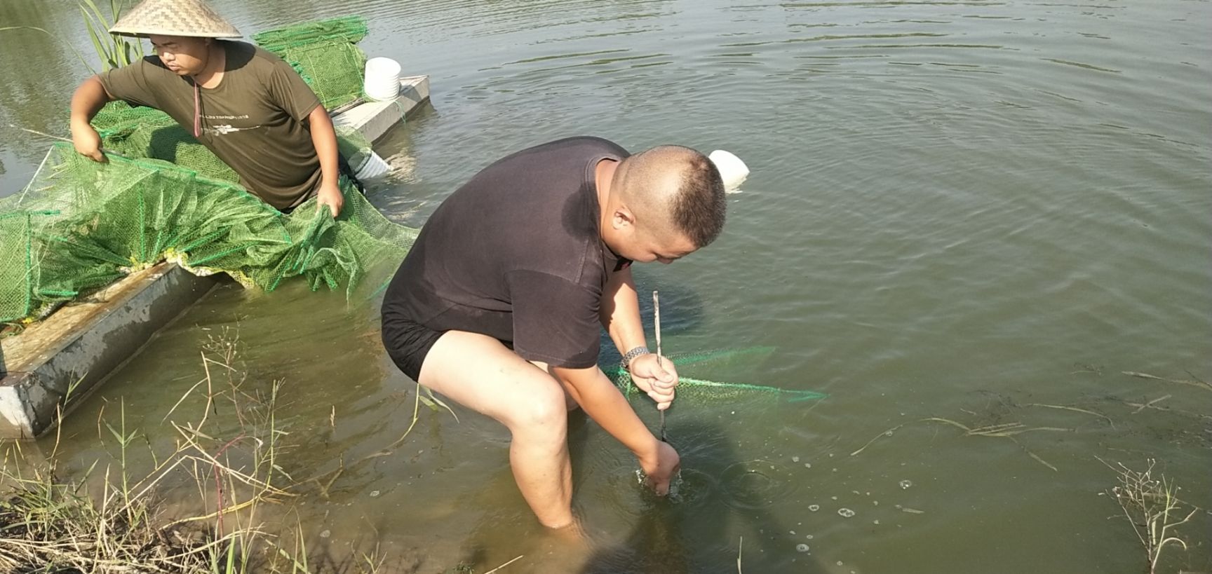 泰兴大闸蟹 江苏大闸蟹