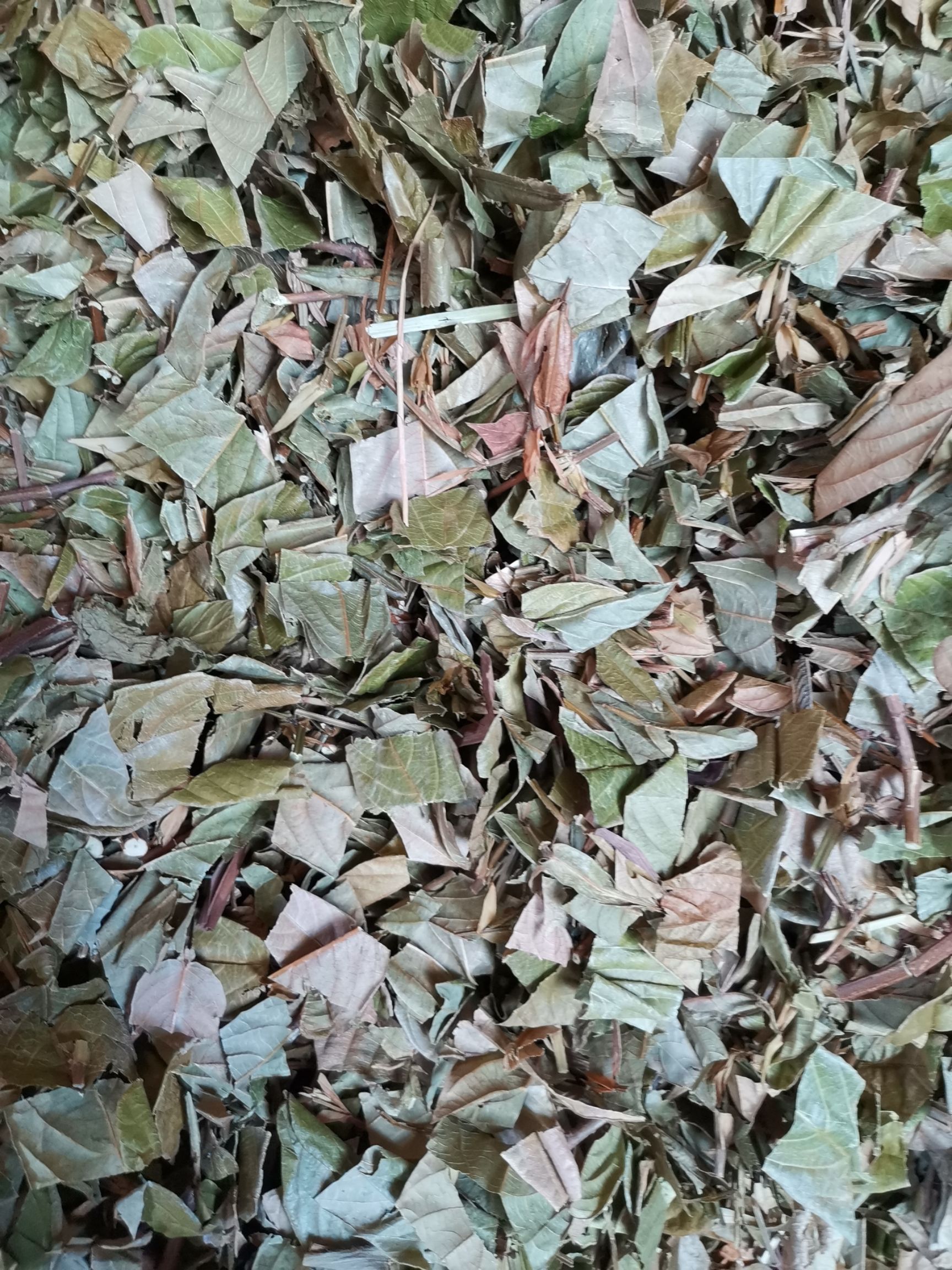 廉江市葫芦茶葫芦茶根葫芦茶种子