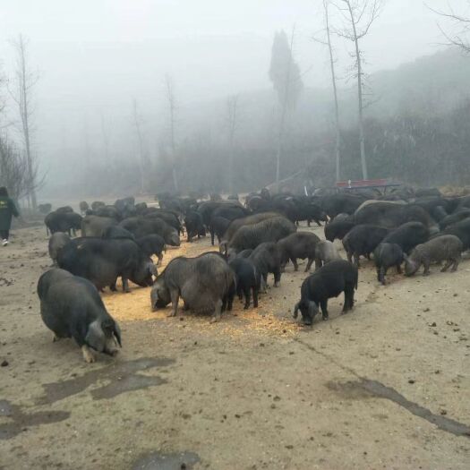 吉首市湘西满山红生态黑猪发展有限公司